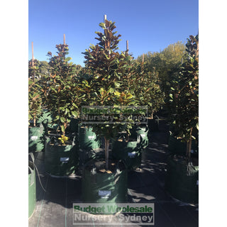 Magnolia Teddy Bear Giant 150L Super Advanced Plant Plants