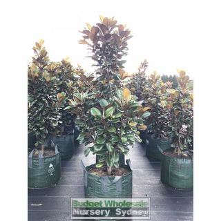 Magnolia Teddy Bear Giant 150L Super Advanced Plant Plants