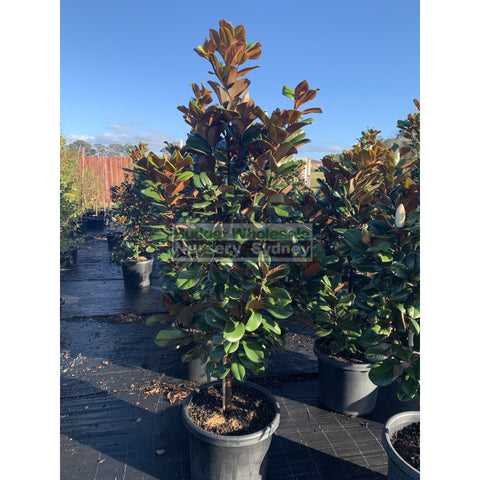 Magnolia Teddy Bear Giant 500Mm Pot 75L Advanced Plant Plants