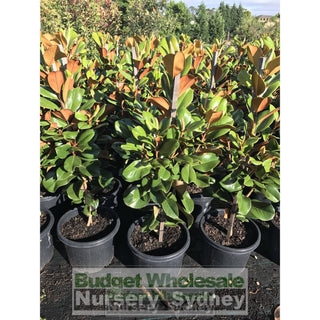 Magnolia Teddy Bear Large 300Mm / 25L /330Mm Pot Plants
