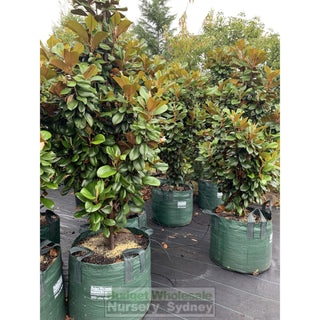 Magnolia Teddy Bear Super Giant 200Lt Advanced Plant Plants
