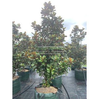 Magnolia Teddy Bear Super Giant 200Lt Advanced Plant Plants