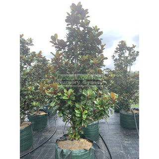 Magnolia Teddy Bear Super Giant 200Lt Advanced Plant Plants