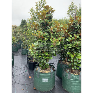 Magnolia Teddy Bear Super Giant 200Lt Advanced Plant Plants