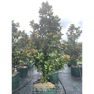 Magnolia Teddy Bear Super Giant 200Lt Advanced Plant Plants
