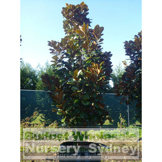 Magnolia Teddy Bear Super Giant 200Lt Advanced Plant Plants
