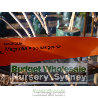 Magnolia X Soulangeana 100Lt Chinese Default Type