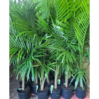 Majestic Palm 200mm Pots Ravenea rivularis - Default type