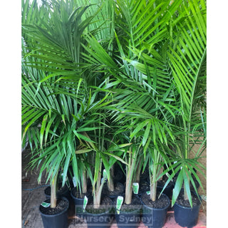 Majestic Palm 200mm Pots Ravenea rivularis - Default type
