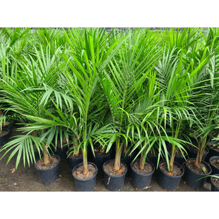 Majestic Palm 200mm Pots Ravenea rivularis Default type