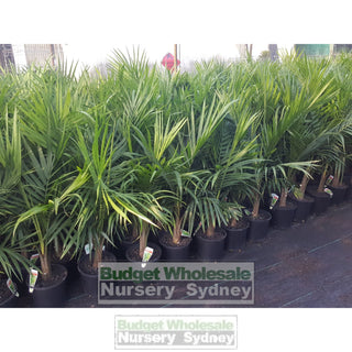 Majestic Palm 200Mm Pots Ravenea Rivularis Default Type
