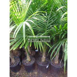 Majestic Palm 200Mm Pots Ravenea Rivularis Default Type