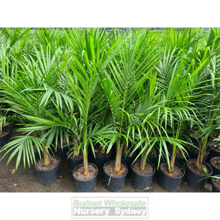 Majestic Palm 200mm Pots Ravenea rivularis Default type