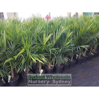 Majestic Palm 200Mm Pots Ravenea Rivularis Default Type