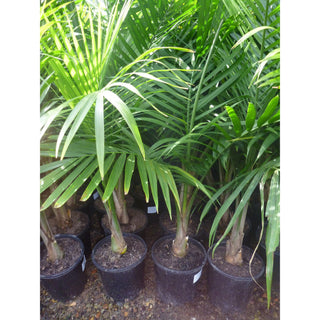 Majestic Palm 200Mm Pots Ravenea Rivularis Default Type