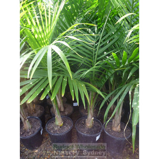 Majestic Palm 200Mm Pots Ravenea Rivularis Default Type
