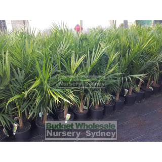 Majestic Palm 200Mm Pots Ravenea Rivularis Default Type