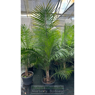 Majestic Palm 400Mm Pots Ravenea Rivularis Default Type