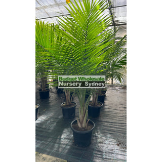 Majestic Palm 400Mm Pots Ravenea Rivularis Default Type