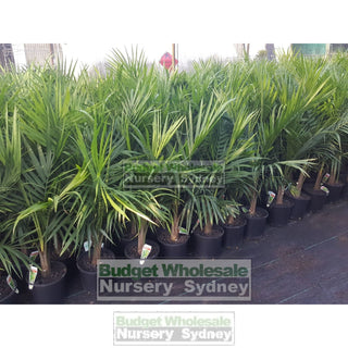 Majestic Palm 200Mm Pots Ravenea Rivularis Default Type