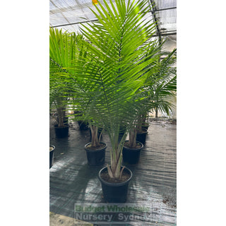 Majestic Palm 400Mm Pots Ravenea Rivularis Default Type