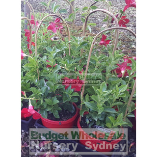 Mandevilla Cv. Aloha Assorted 175Mm Pots Plants