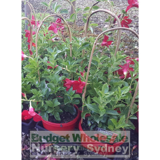Mandevilla Cv. Aloha Assorted 175Mm Pots Plants