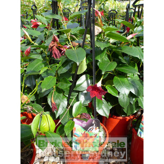 Mandevilla Diamantina Red Brazillian Jasmine 200Mm Pots Plants