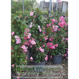 Mandevilla Pretty Rose Pink 300Mm Plants