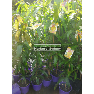 Mango Tree Bowen 200Mm Pots Mangifera Indica Edible Fruit Default Type