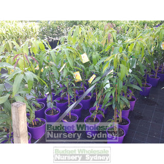 Mango Tree Bowen 200Mm Pots Mangifera Indica Edible Fruit Default Type