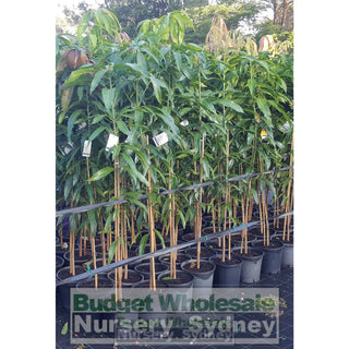 Mango Tree Bowen Large 250Mm Pots Mangifera Indica Edible Fruit Default Type