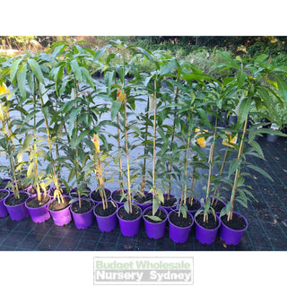 Mango Tree Kensington 200Mm Pots Mangifera Indica Edible Fruit Default Type