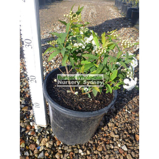 May Bush Spiraea Cantoniensis 200Mm Pot Default Type