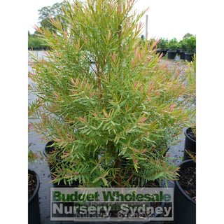Melaleuca Linariifolia Snow In Summer 200Mm Pot Plants