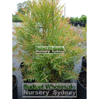 Melaleuca Linariifolia Snow In Summer 200Mm Pot Plants