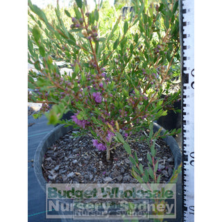 Melaleuca Thymifolia 140Mm Pot Plants