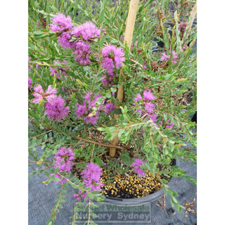 Melaleuca Thymifolia 200Mm Pot Plants