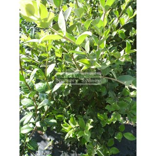 Metrosideros Thomasii 300Mm Large Instant Low Hedging New Zealand Christmas Bush Default Type