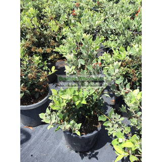 Metrosideros Thomasii 300Mm Large Instant Low Hedging New Zealand Christmas Bush Default Type