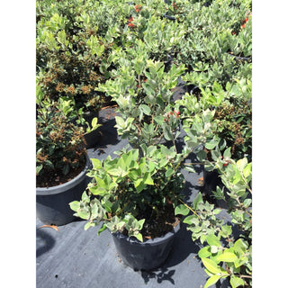 Metrosideros Thomasii 300Mm Large Instant Low Hedging New Zealand Christmas Bush Default Type