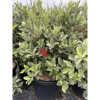 Metrosideros Thomasii 300Mm Large Instant Low Hedging New Zealand Christmas Bush Default Type