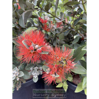 Metrosideros Thomasii 300Mm Large Instant Low Hedging New Zealand Christmas Bush Default Type
