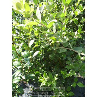 Metrosideros Thomasii 300Mm Large Instant Low Hedging New Zealand Christmas Bush Default Type