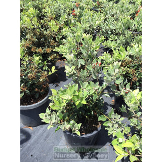 Metrosideros Thomasii 300Mm Large Instant Low Hedging New Zealand Christmas Bush Default Type