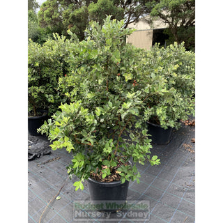 Metrosideros Thomasii 400Mm Extra Large Instant Hedging New Zealand Christmas Bush Default Type