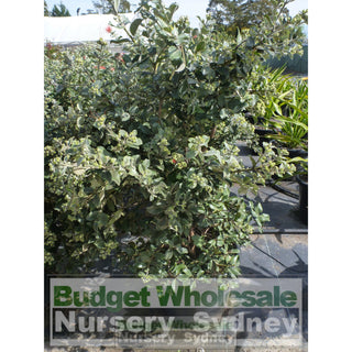 Metrosideros Thomasii 400Mm Extra Large Instant Hedging New Zealand Christmas Bush Default Type