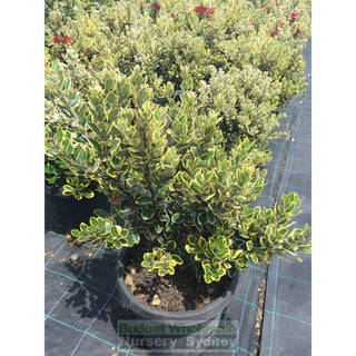 Metrosideros Thomasii Variegata 300Mm Pots Varigated New Zealand Christmas Bush Default Type