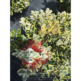 Metrosideros Thomasii Variegata 300Mm Pots Varigated New Zealand Christmas Bush Default Type