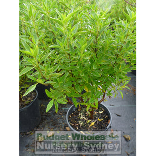 Mint Bush Prostanthera Ovalifolia 140Mm Gift Card